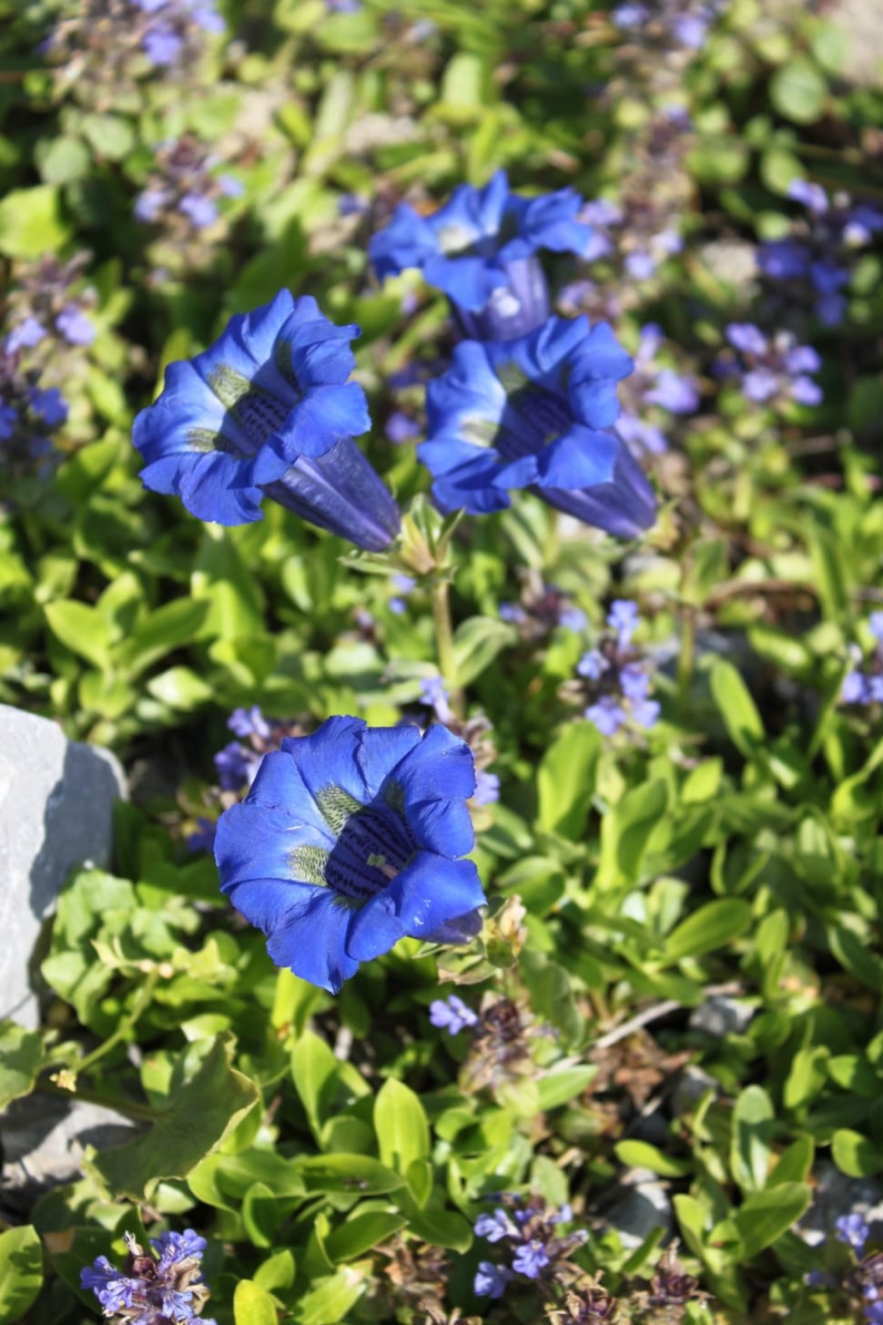 blue petunia flower preview