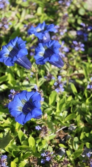 blue petunia flower thumbnail