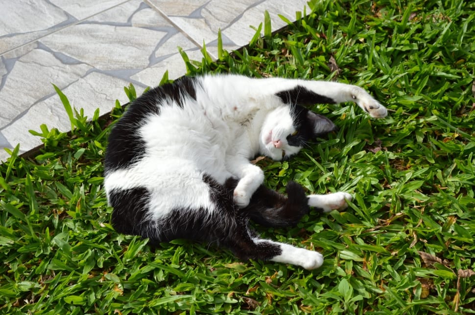 tuxedo cat lying down on grass field preview