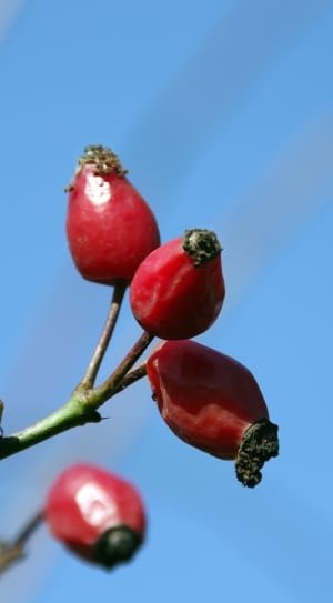 red fruit thumbnail