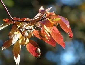 maroon and yellow leaves thumbnail