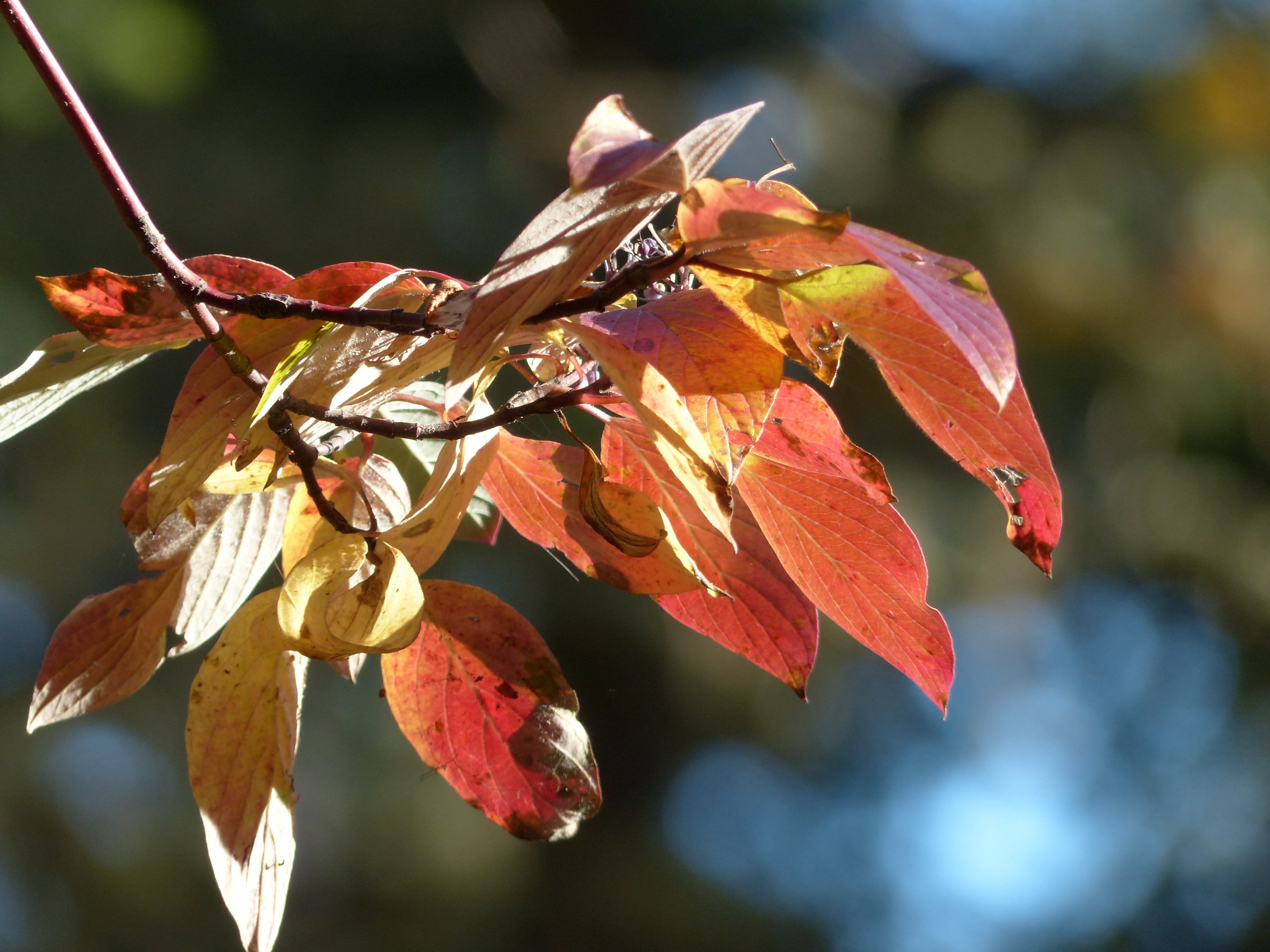 maroon and yellow leaves