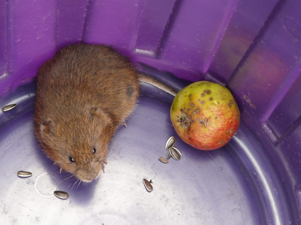 brown mice and green round fruit preview