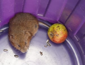 brown mice and green round fruit thumbnail