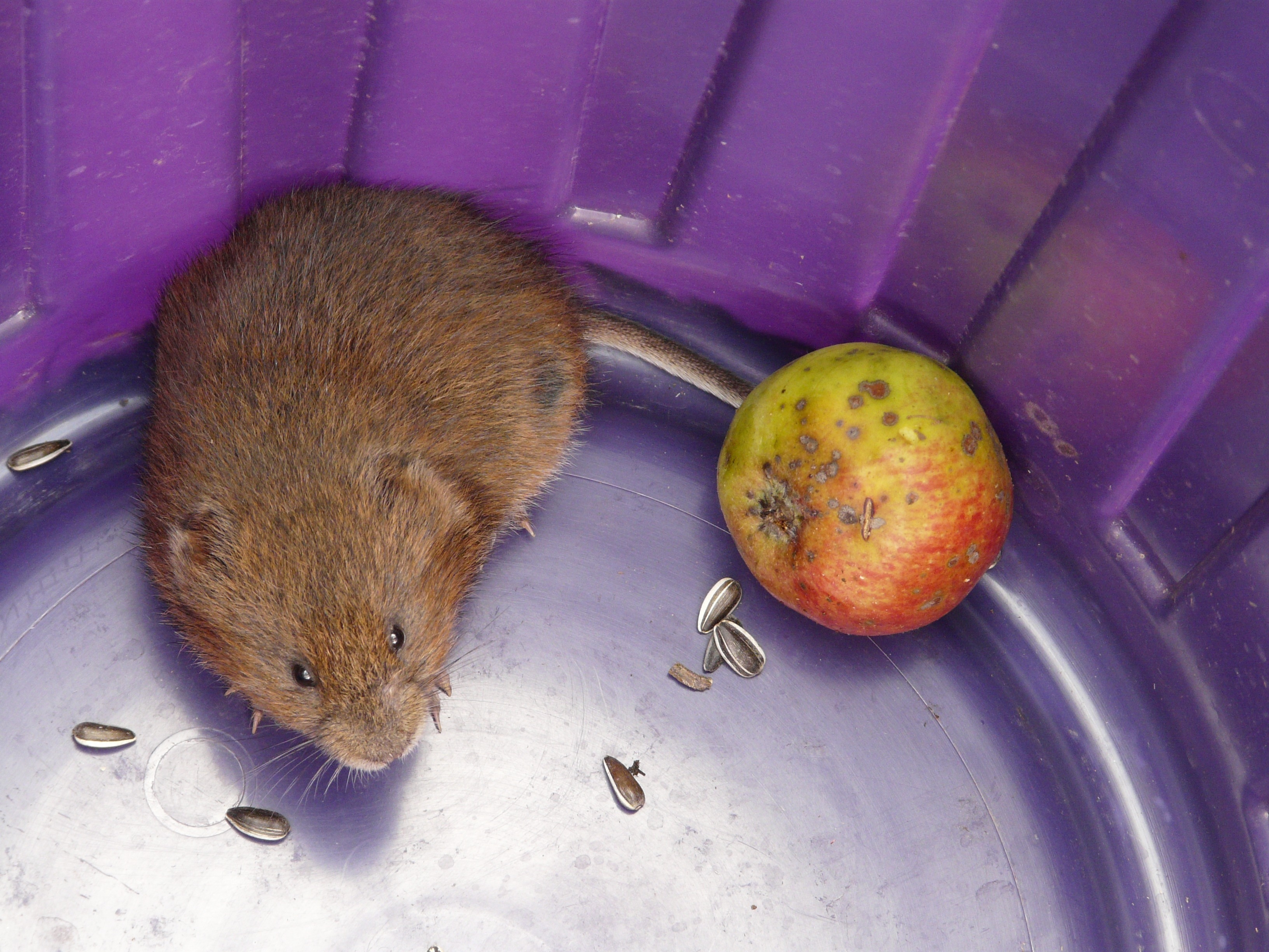 brown mice and green round fruit