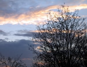 silhouette of tree during dawn thumbnail