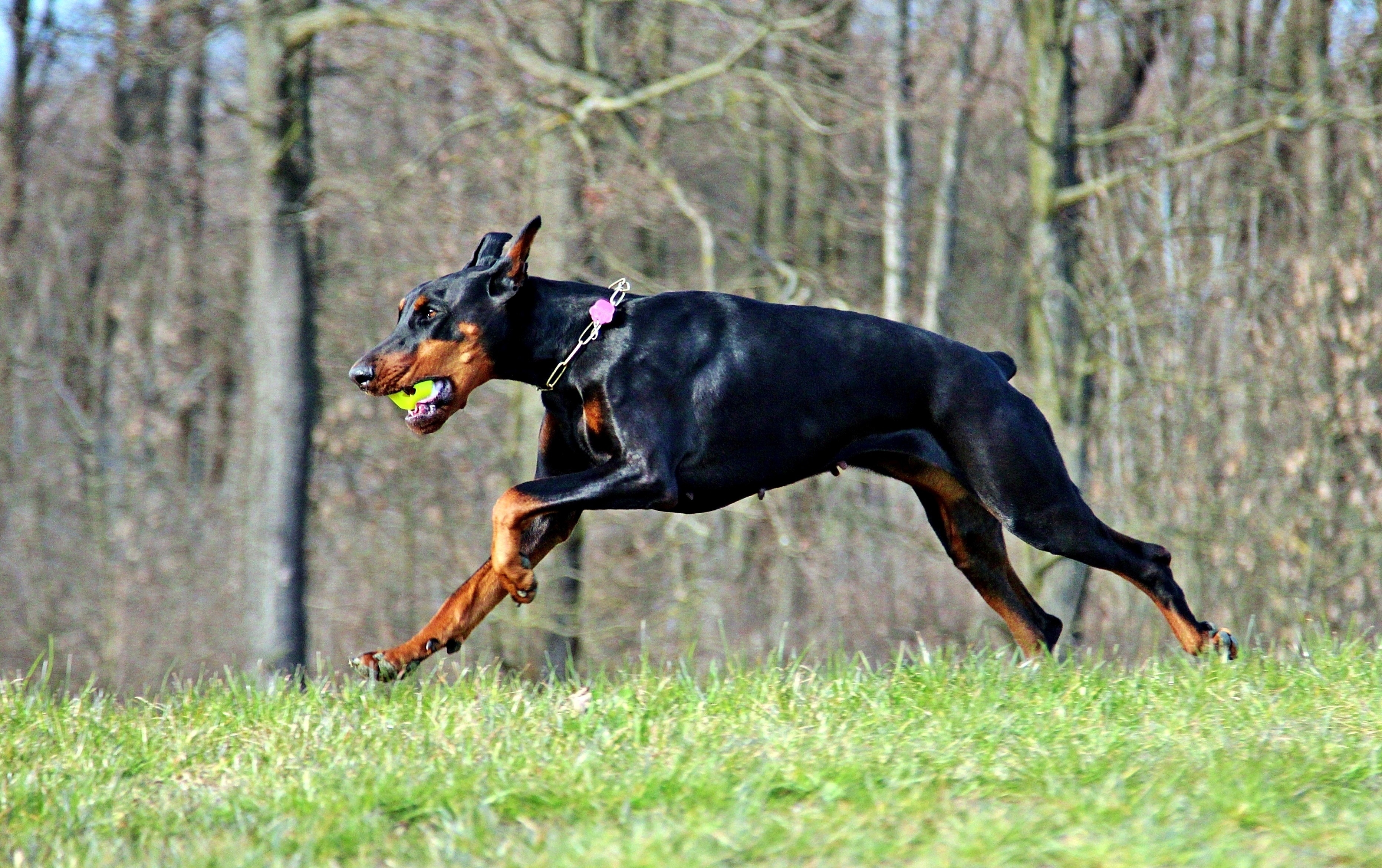 black and tan doberman pinscher