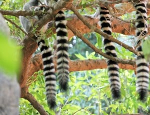 4 ring tailed lemur thumbnail