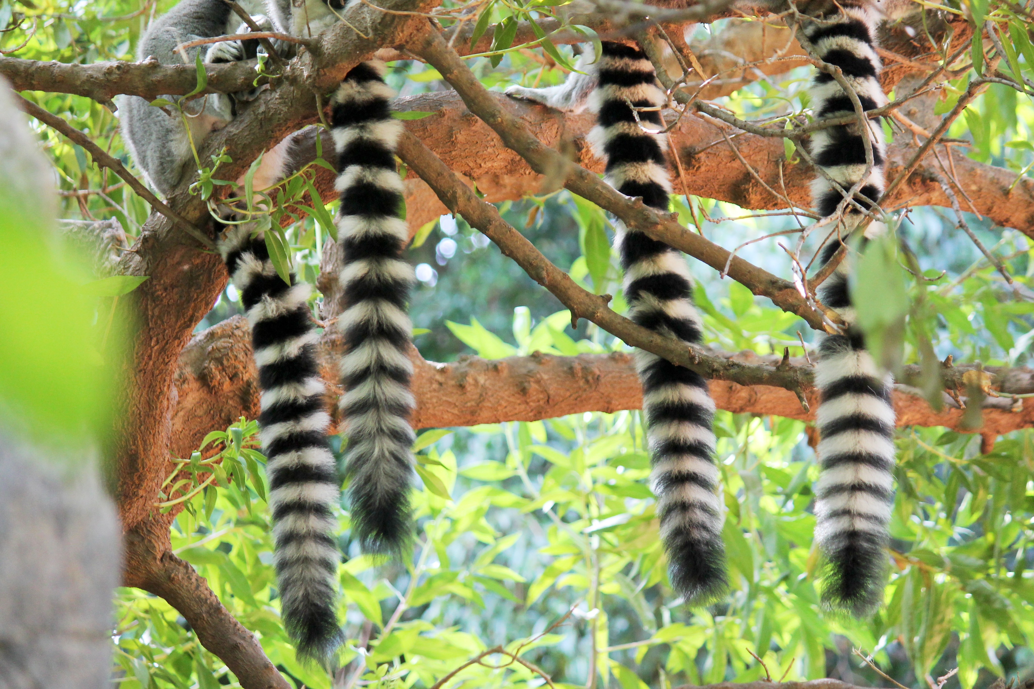 4 ring tailed lemur