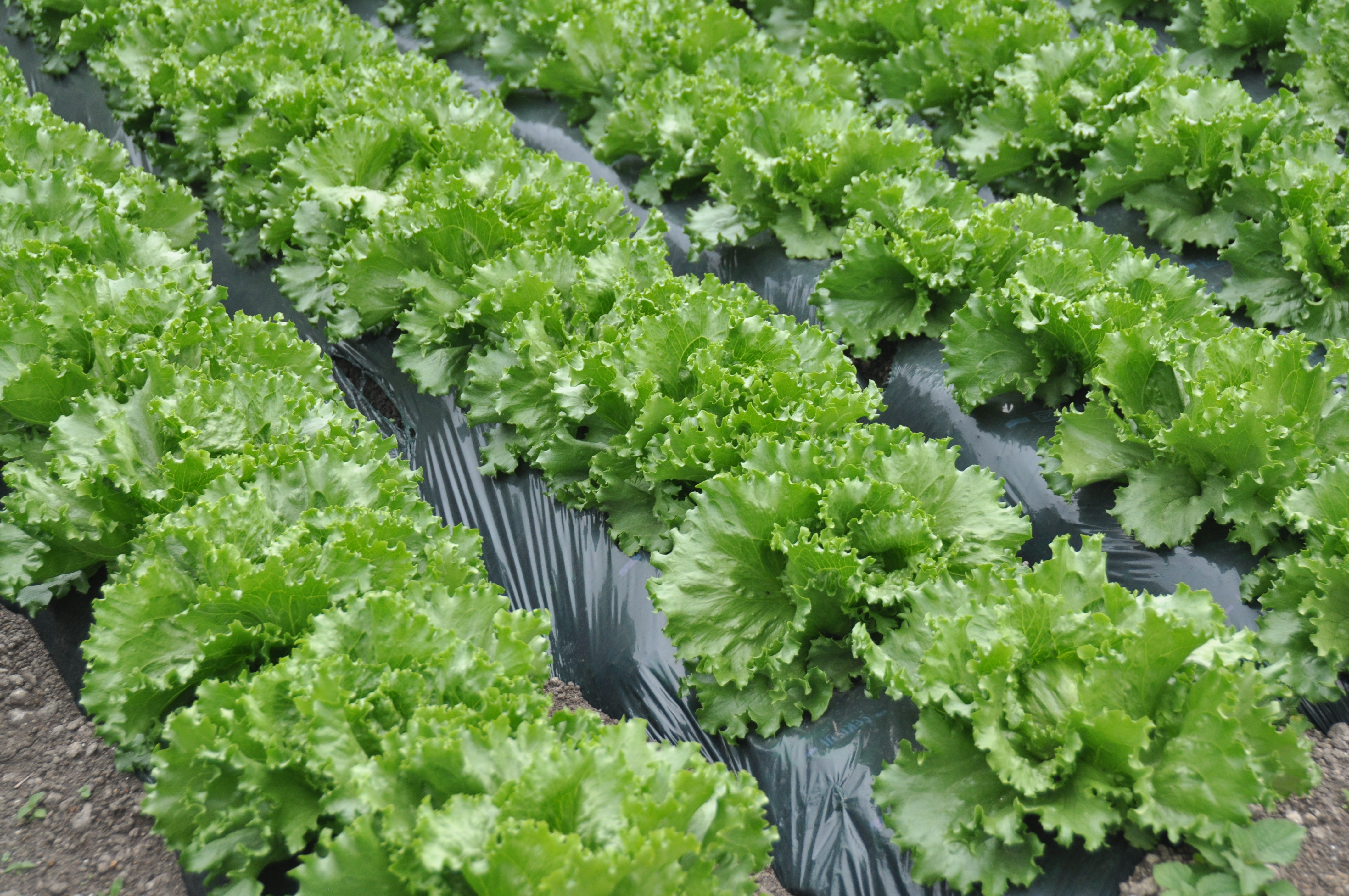 lettuce lot