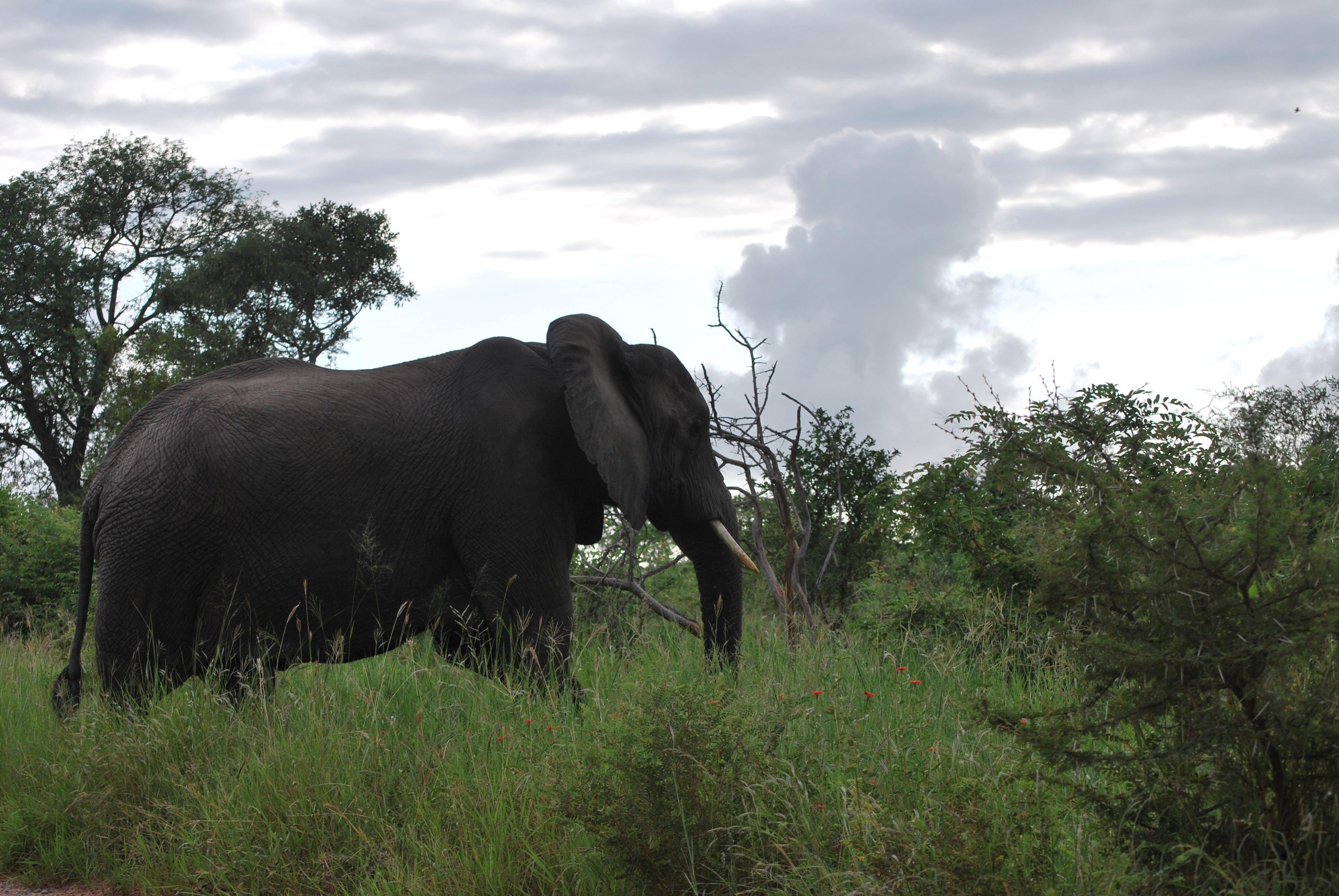Черная слоновая. Черные слоны. Слон фото. Сафари в Африке. Слон ЮАР.