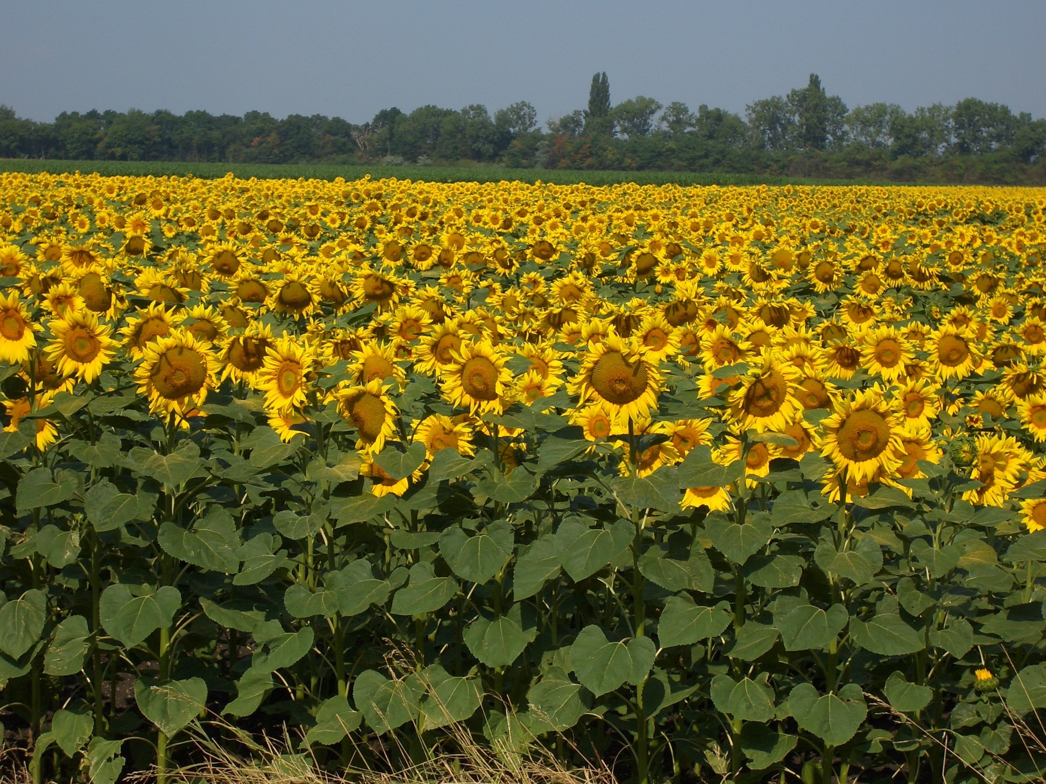 sunflower lot