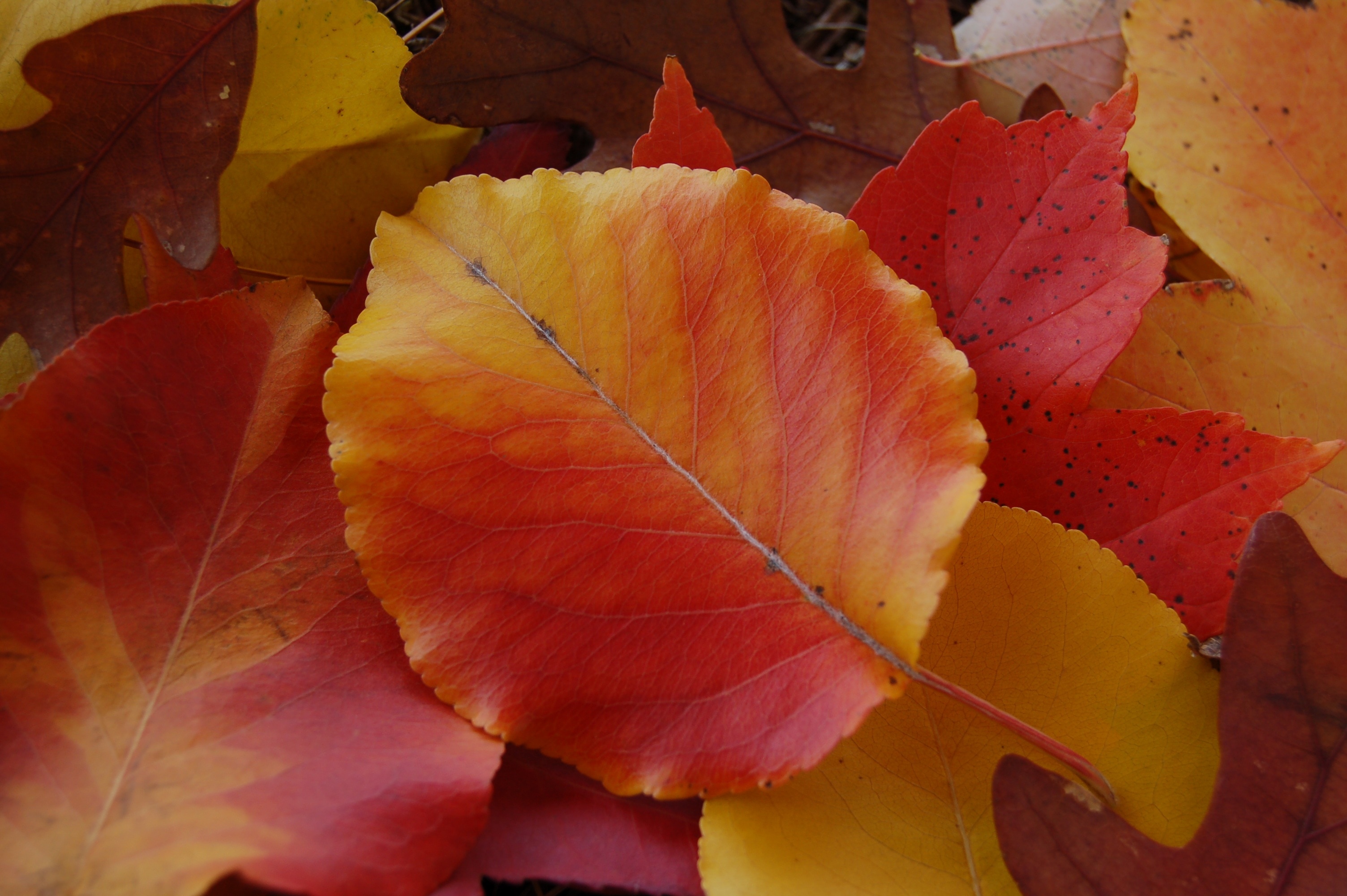 Каким цветом листья осенью. Осенние листья. Красные осенние листья. Цвета осенних листьев. Желтый лист.