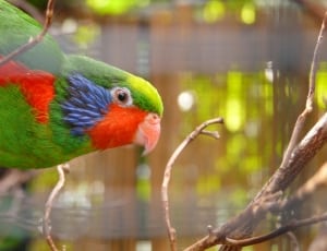 green red and blue small beak bird thumbnail