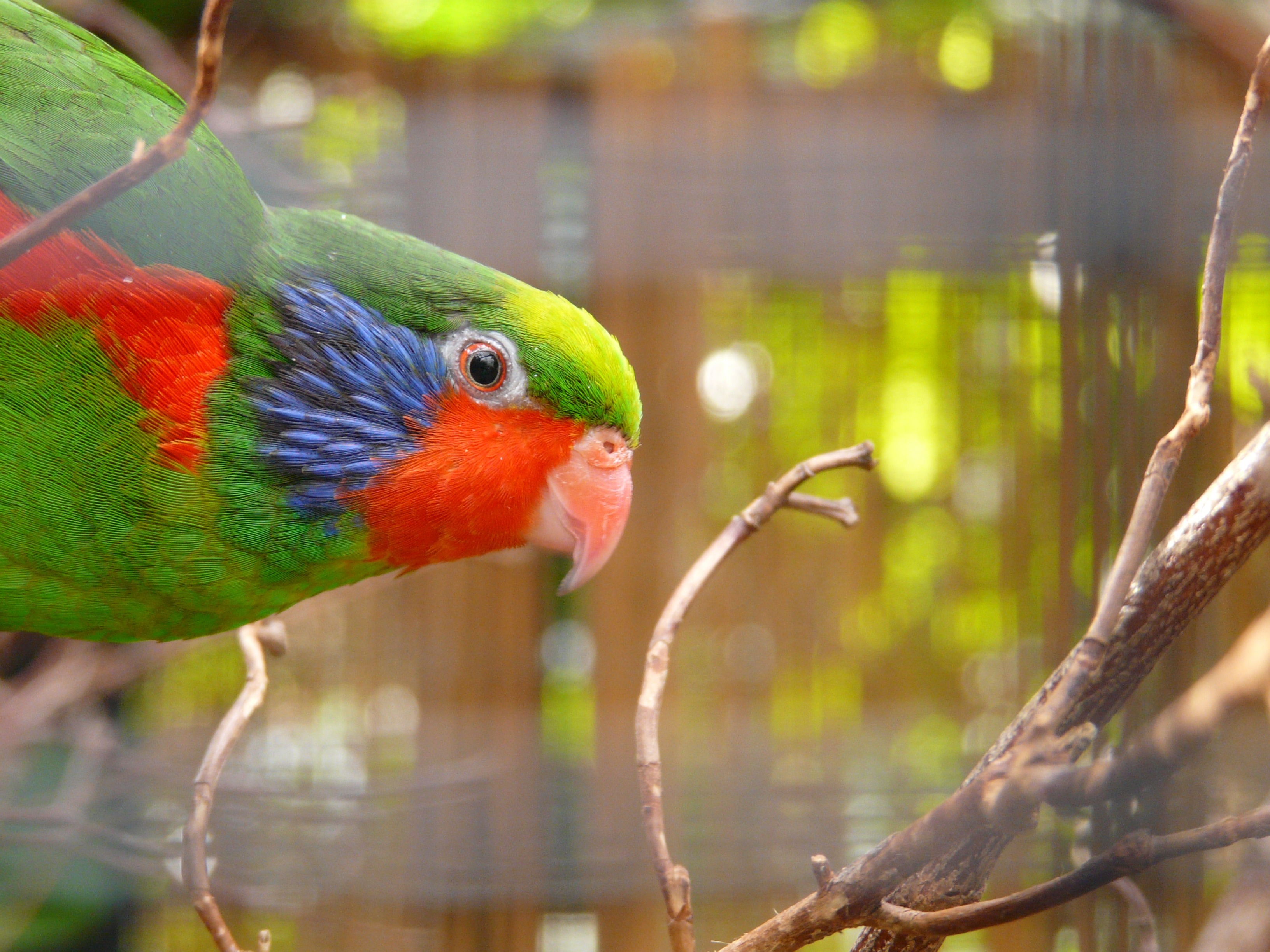 green red and blue small beak bird
