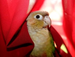 yellow parakeet thumbnail