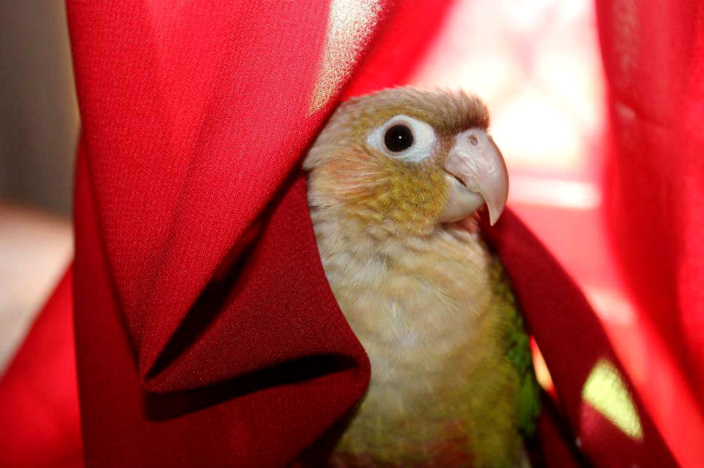 yellow parakeet