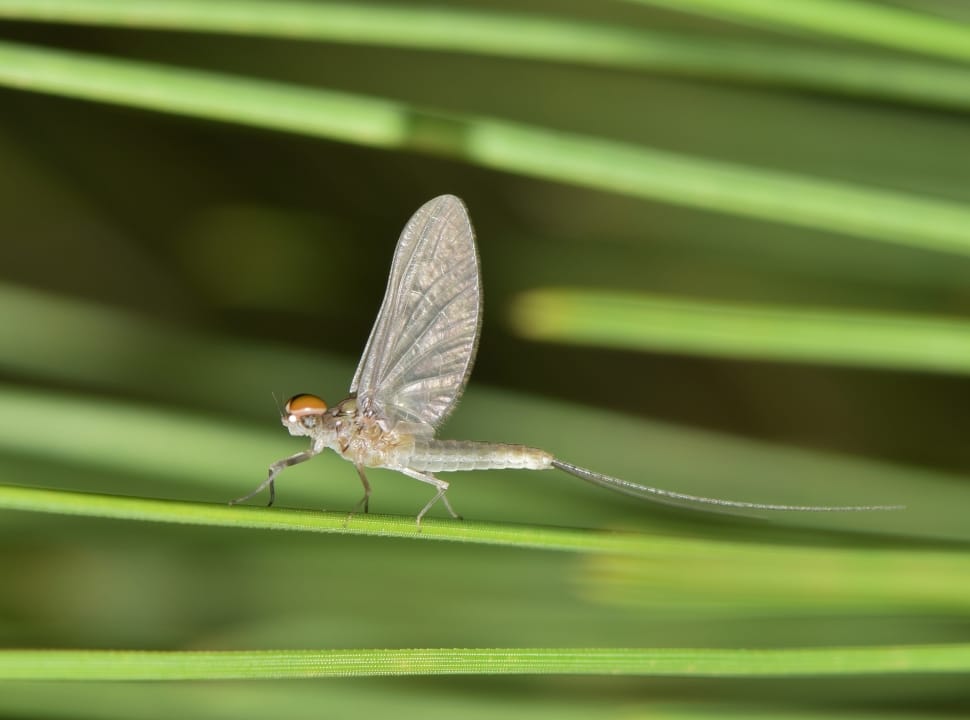 gray mayfly preview