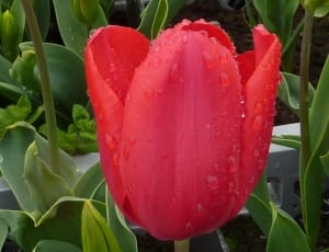 red tulipa thumbnail