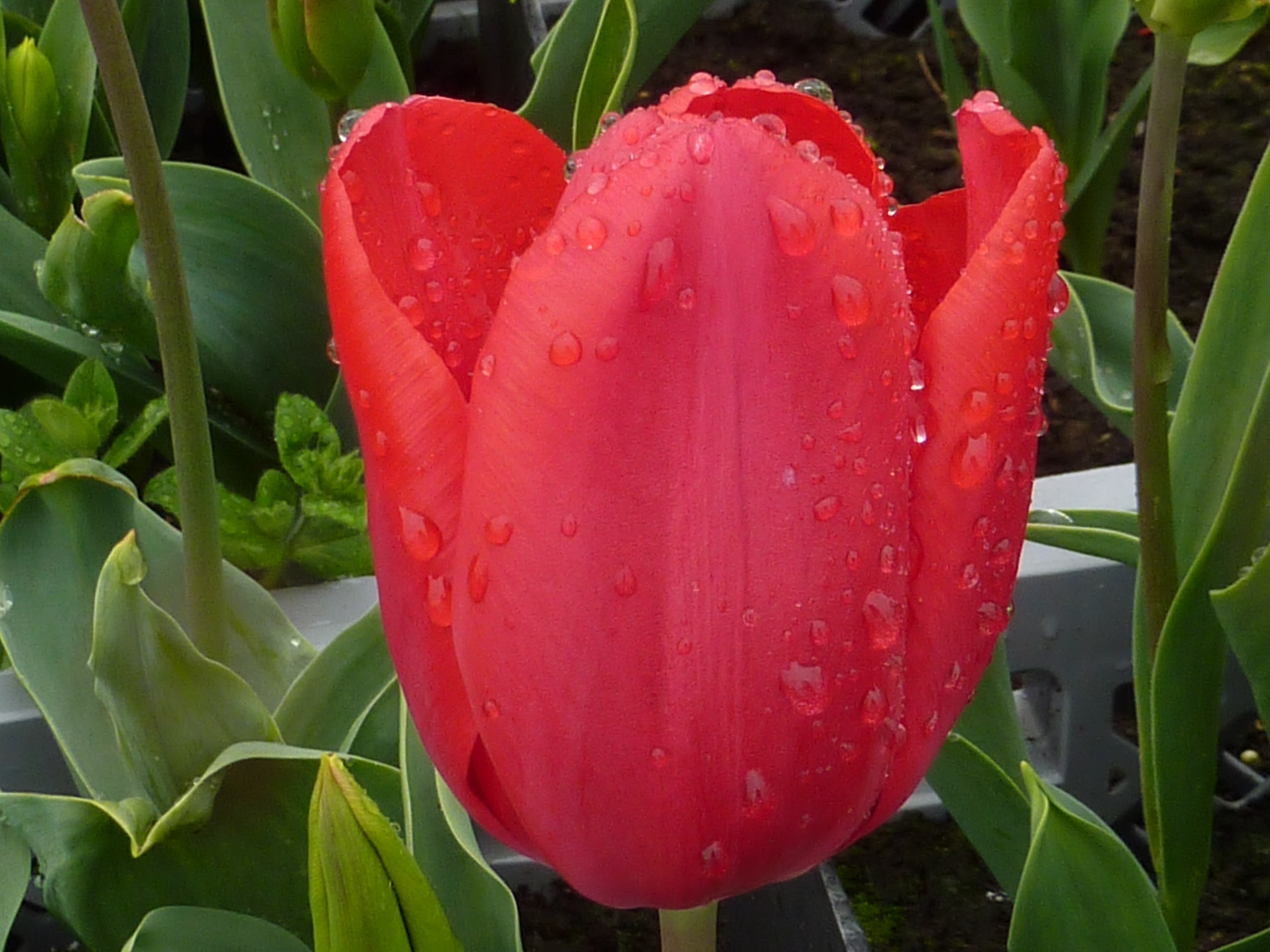 red tulipa