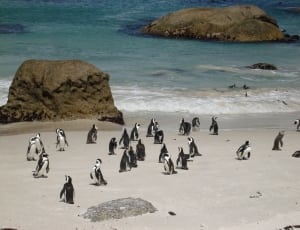 flock of penguin thumbnail