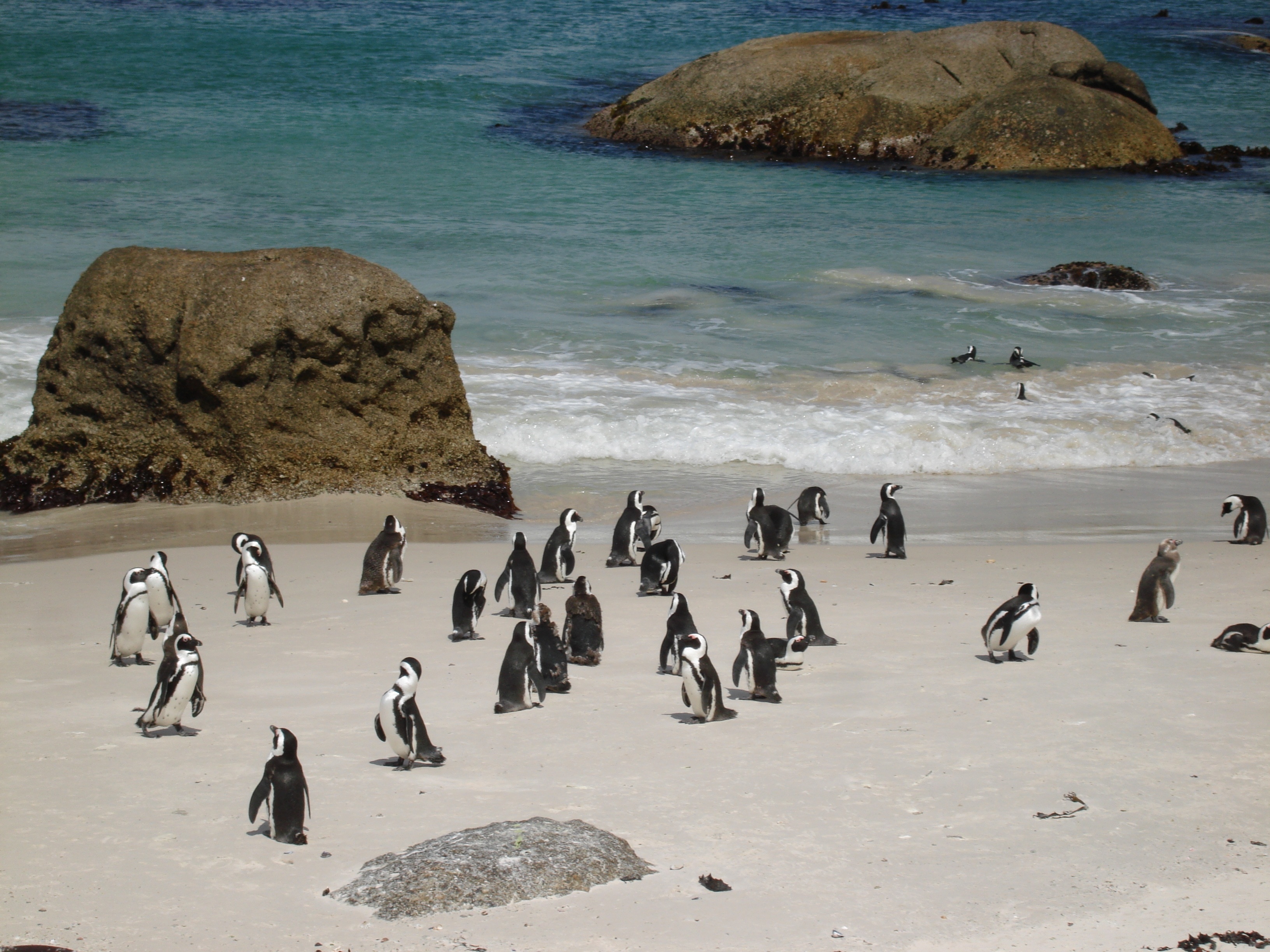flock of penguin