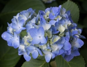blue and white petal flower thumbnail