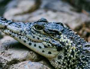 macro photography of black and white alligator thumbnail