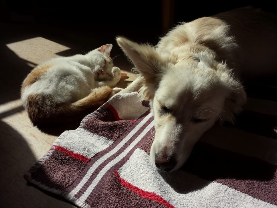 berger blanc suisse and cat preview