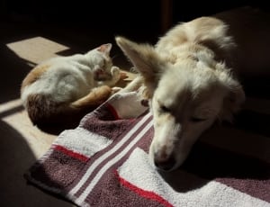 berger blanc suisse and cat thumbnail