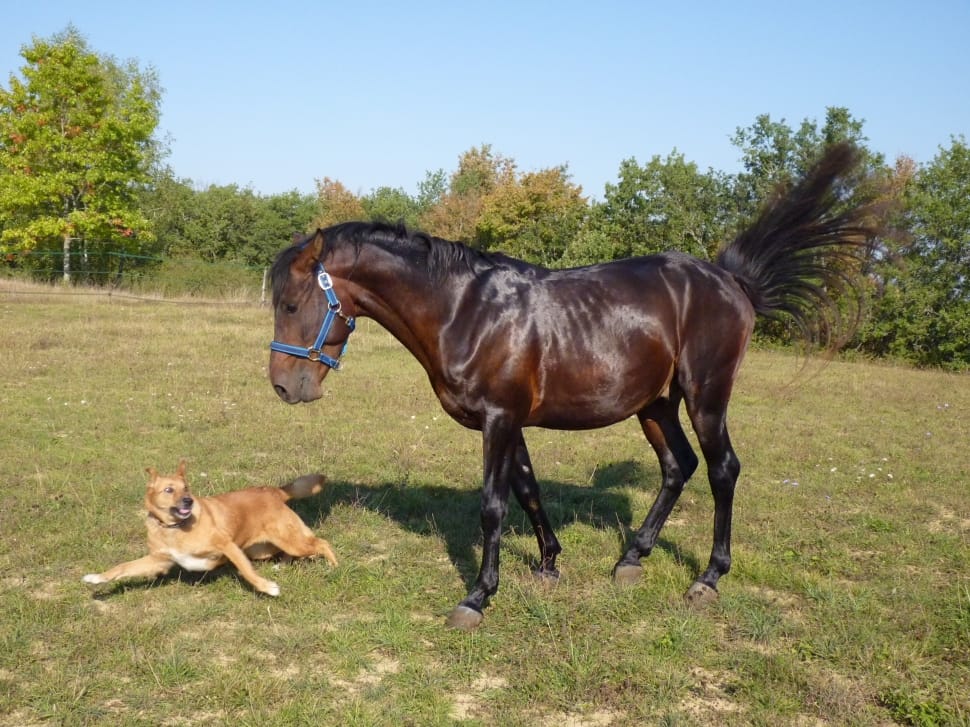 brown horse and short coat dog preview
