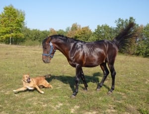brown horse and short coat dog thumbnail