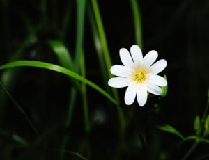 white dandelion thumbnail