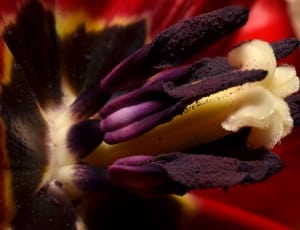 purple red and white petaled flower thumbnail