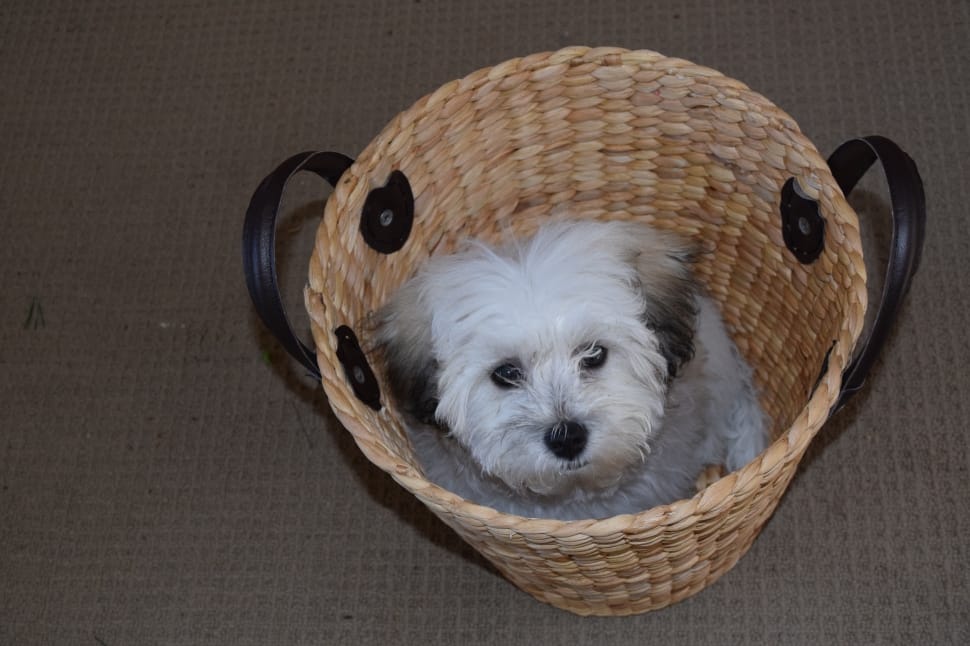 white and black long fut puppy in brown wicker round basket preview