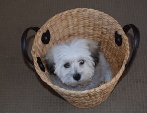 white and black long fut puppy in brown wicker round basket thumbnail
