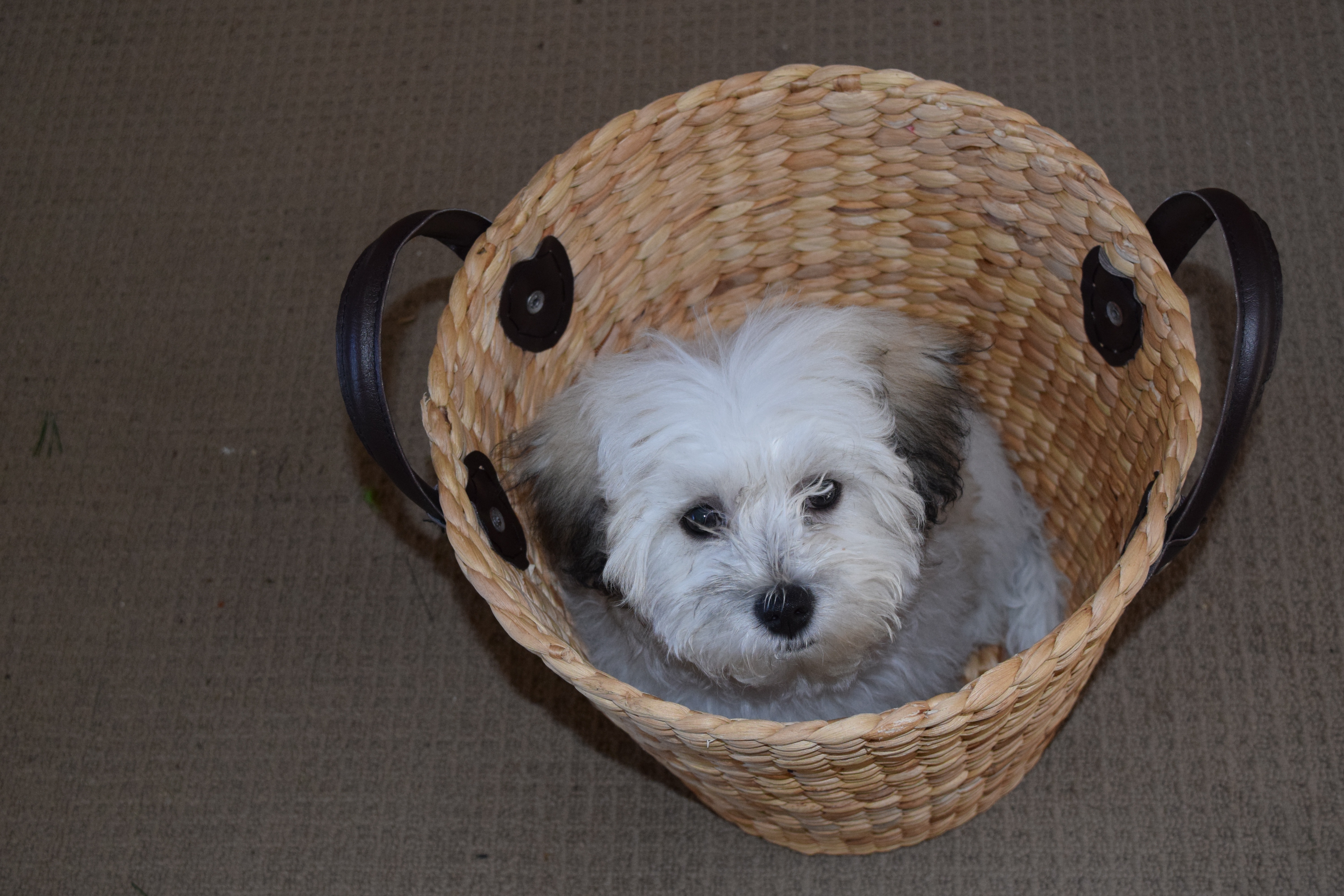 white and black long fut puppy in brown wicker round basket