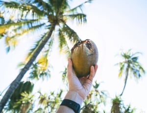 person holding green coconut fruit thumbnail
