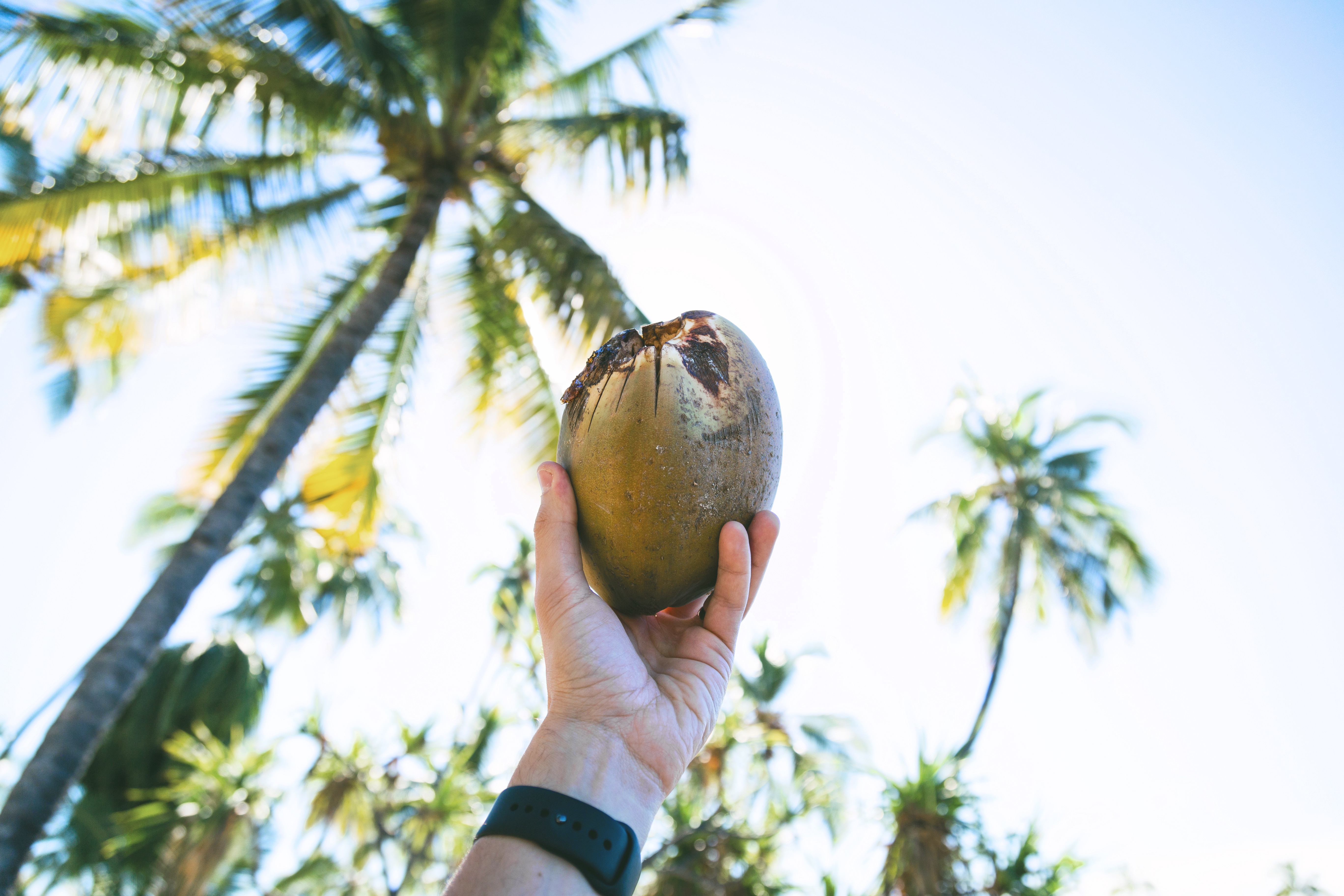 person holding green coconut fruit