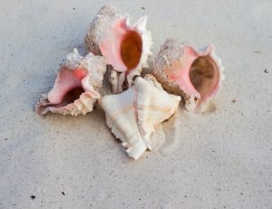 4 sea shells thumbnail