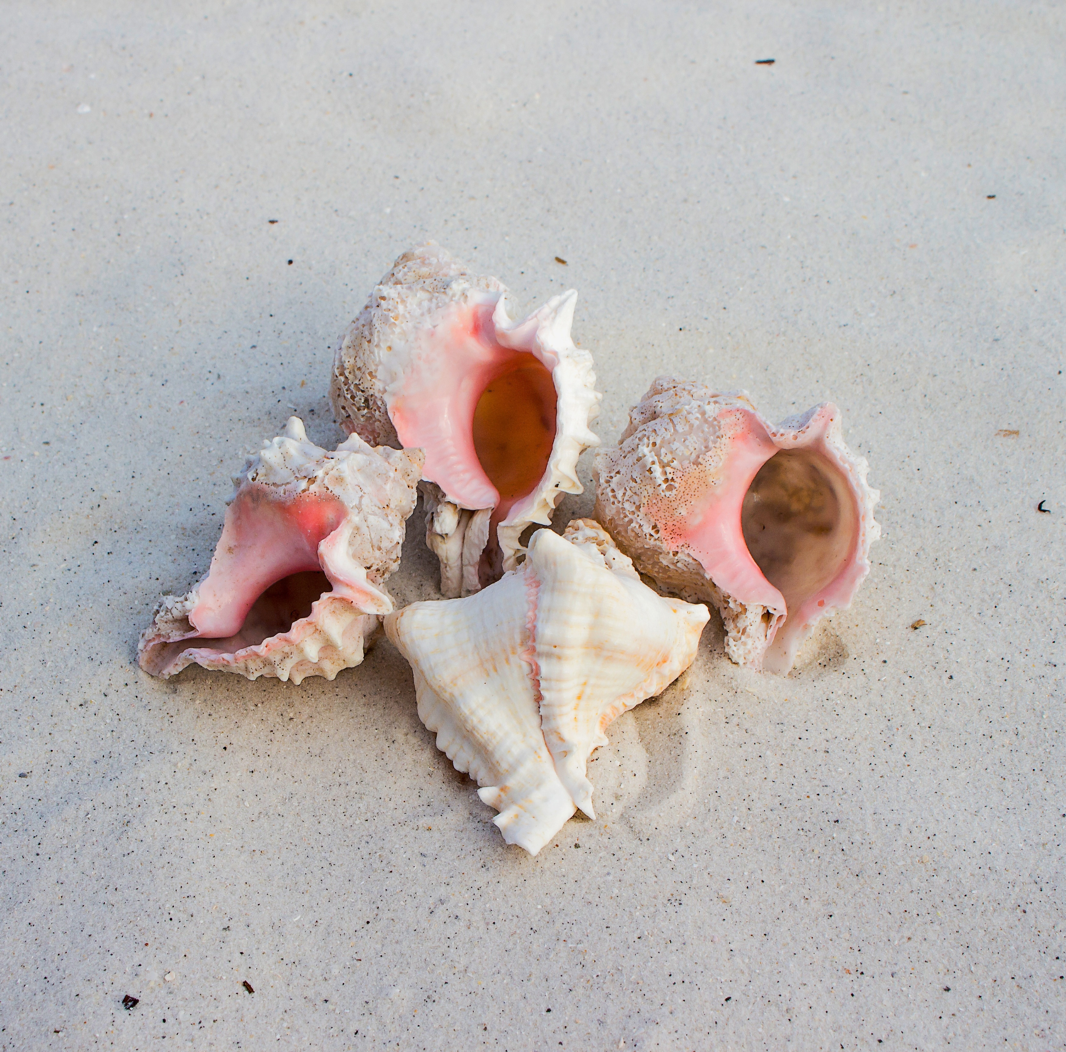 4 sea shells