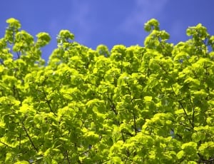 green leaf tree thumbnail