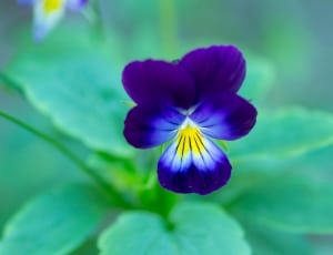 blue and yellow petaled flower thumbnail