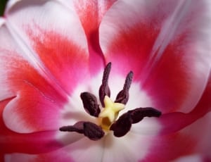 white and pink lily thumbnail