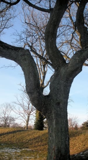 gray tree thumbnail