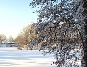 snow covered tree thumbnail