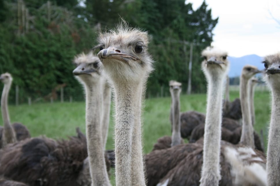 brood of ostrich preview