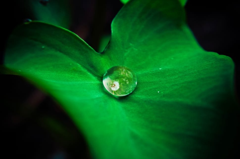 closeup photo of green leaf with dew drop preview