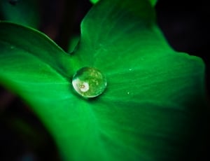 closeup photo of green leaf with dew drop thumbnail