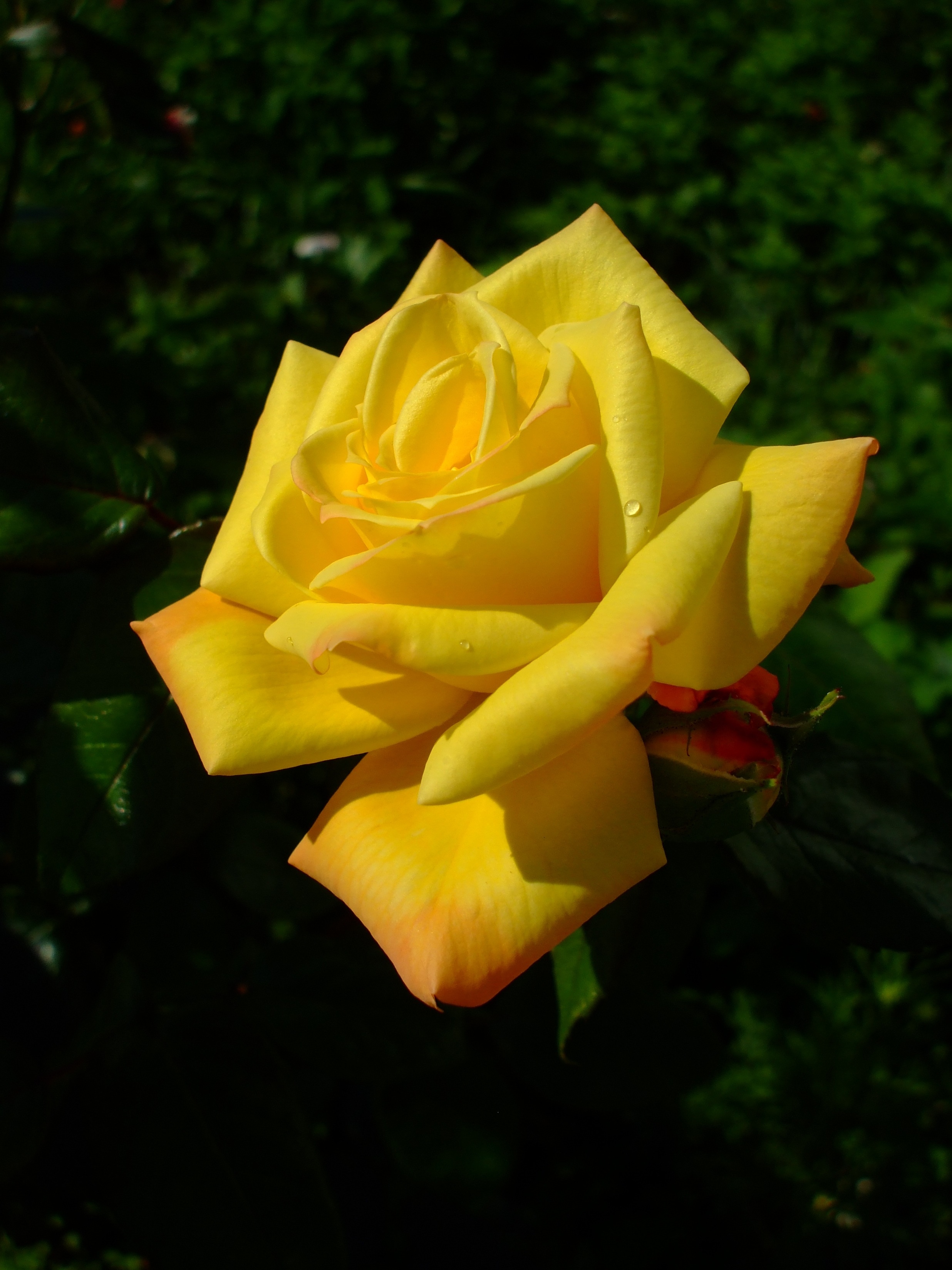 yellow petaled flower